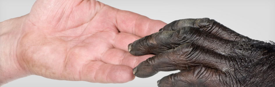 Are Pseudogenes ‘Shared Mistakes’ Between Primate Genomes?