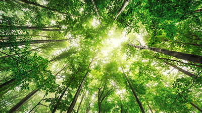Did God Really Create Plants Before the Sun?